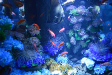 えのすい壁紙ギャラリー 新江ノ島水族館