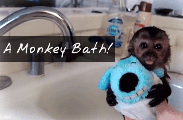 Baby Capuchin Monkey Bath / baby monkey having a bath - YouTube / Their small size allows you to use a sink instead of a tub for bathing if you prefer, and their cooperation will increase over time as they get used.
