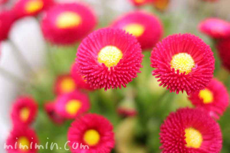デージー デイジー の花言葉 名前の由来 誕生花 みみみんブログ