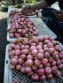 kalangkala
