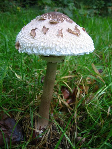 parasol