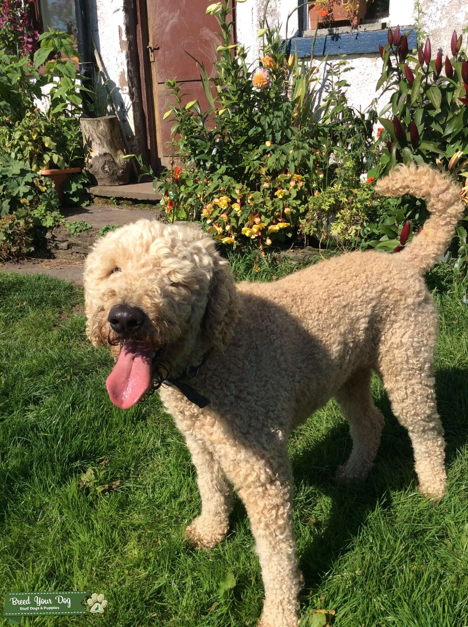Stud Dog - APRICOT STANDARD POODLE AT STUD - Breed Your Dog
