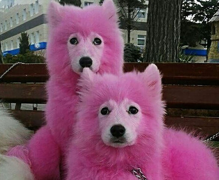 この写真を見てカワイイと思ったあなた それって動物虐待かも Hachibachi