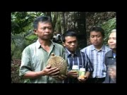 Top Budidaya Durian Pohon Durian durian monthong budidaya durian montong, viral!