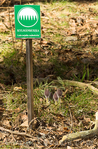 Hämeenkylmänkukka | Pulsatilla patens by Mtj-Art - Thanks for over 100,000 views :)