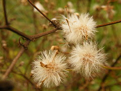 DSCF8301