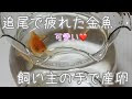 金魚 追尾 322992-金魚 追尾 ���離