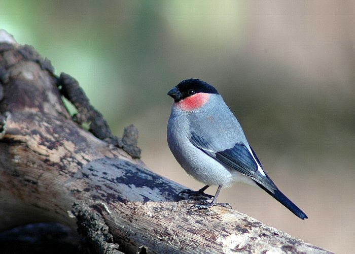 フリー素材無料写真 森の父さん花鳥風穴 ウソ