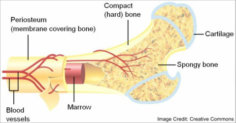 skeletal System - josi's Anatomy and physiology