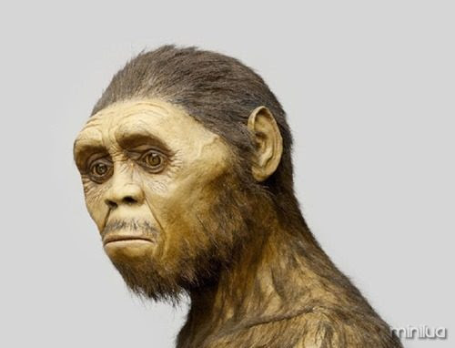 Homo-Erectus