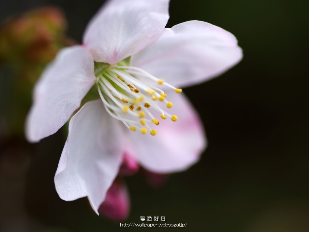 高画質タイプの無料デスクトップ壁紙 1024 768 桜 さくら サクラ
