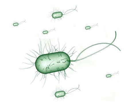 es la infeccion urinaria  cistitis informacion