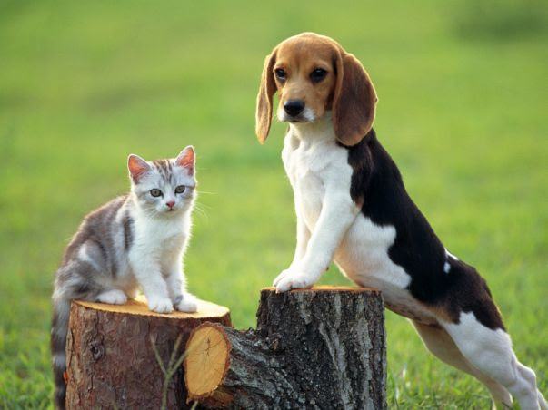 wallpaper cat and dog. Information