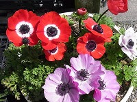 ４月４日の誕生花 アネモネ 赤 の花言葉 恋の苦しみ 風にはかなく散る赤いアネモネ 君を愛す 弥生おばさんのガーデニングノート 花と緑の365日 楽天ブログ