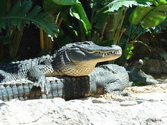 Alligators...