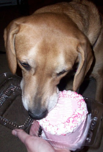 Sophie_Cake_12610g