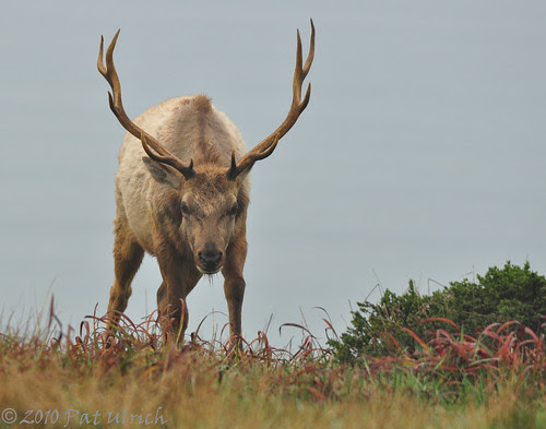 The bull emerges