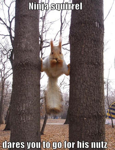  these funny animal photos (primarily cats) with even funnier captions.