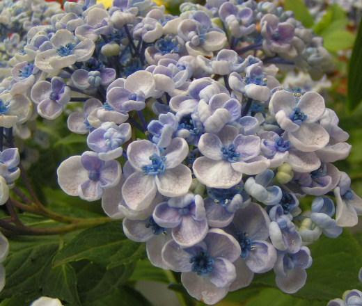 ほっと待以夢 紫陽花