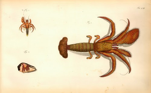 013-Â Versuch einer Naturgeschichte der Krabben und Krebse- 1790- Johann Friedrich Wilhelm Herbst- Humboldt University