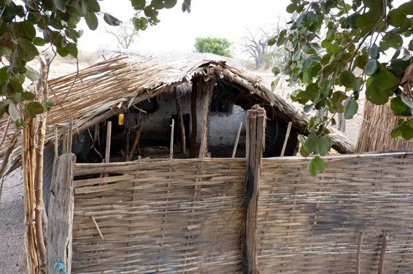 Elevage De Poules Pondeuses Comment Bien Démarrer
