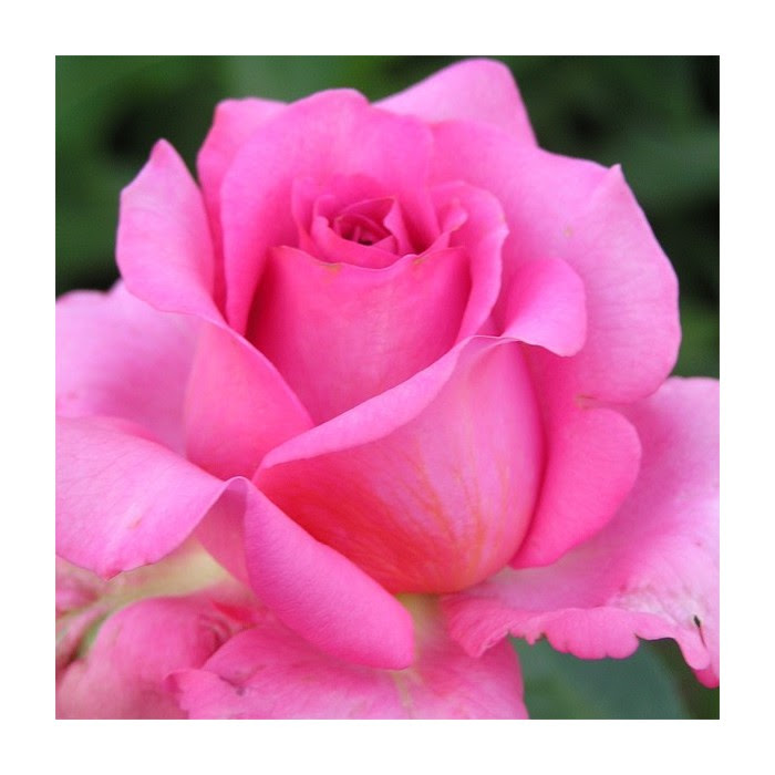 MARIE-ANGE NARDI® Panrenphoon - Pétales de roses