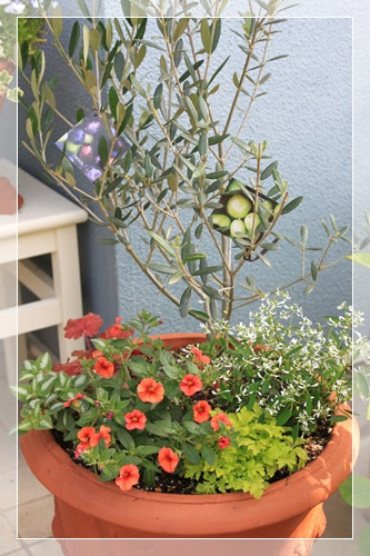 夏用寄せ植え 小さな庭で