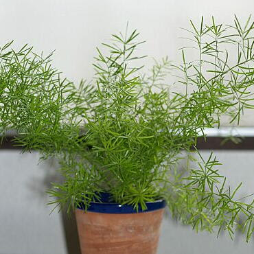 アスパラガス 観葉植物 の育て方 ヤサシイエンゲイ