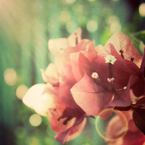 Coral Glow 1