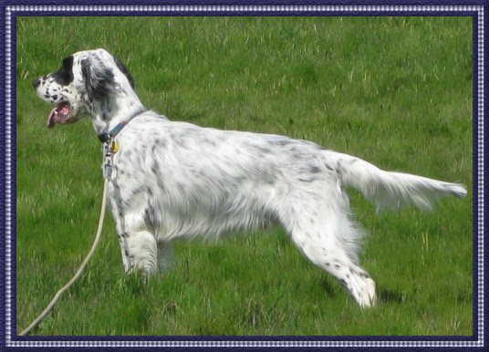 Page 2-The Black and White dog breeds- Dog Breeds