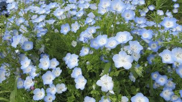 nemophila4.jpg