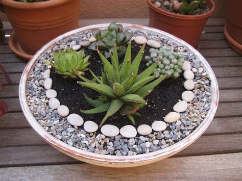 zen garden succulents zengarden miniature zen