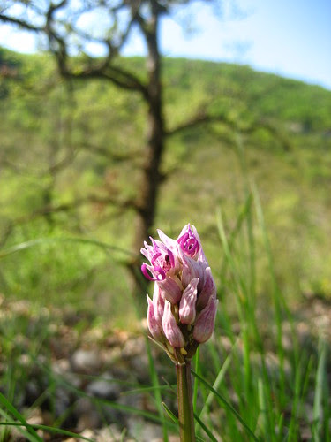 Monkey orchid