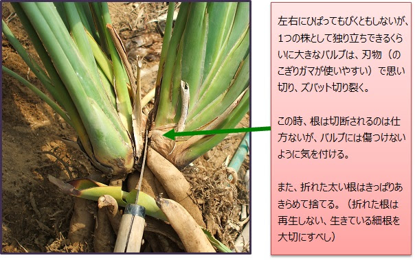ストレリチアの株分け