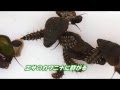 200以上 蛍 食べ物 104487-蛍 成虫 食べ物
