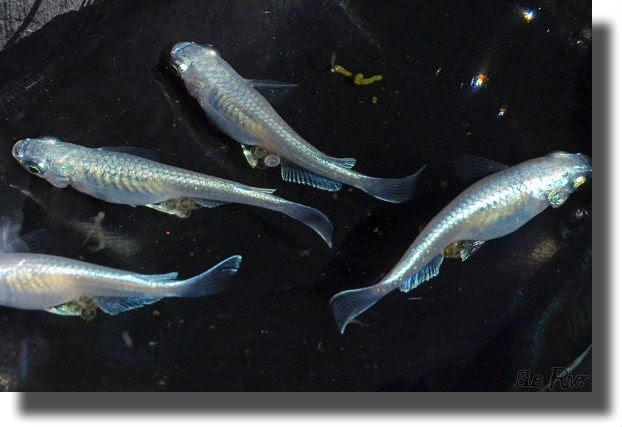 幹之メダカ冬の繁殖開始 明日も釣り日和