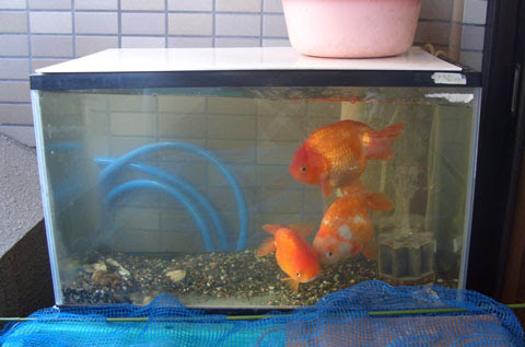 応答 警戒 有限 金魚 屋外 飼育 容器 Kjc08 Jp