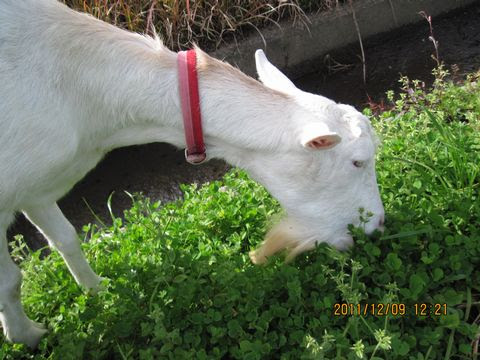 山羊の食べ物はどんなもの ８ 定年退職後の過ごし方 楽天ブログ
