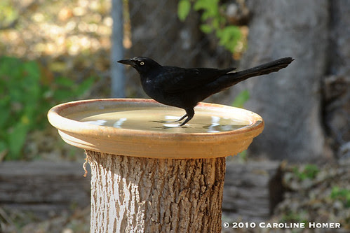 Grackle
