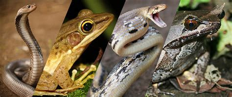 penyakit    hewan reptil  ular ilmu