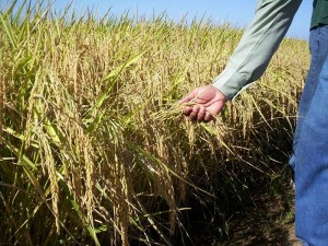 Precio del arroz se fijará entre productores e industria con modelo similar al café y el azúcar