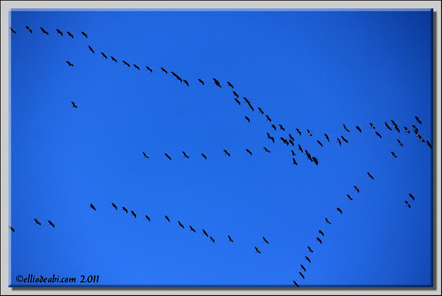 3 migración de grullas