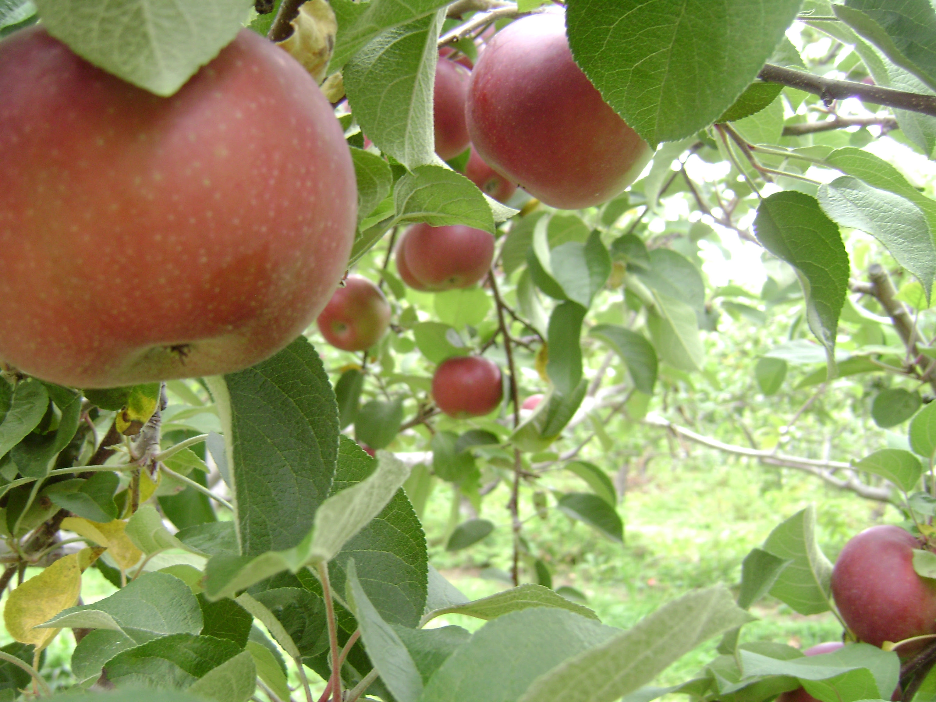 How to Make an Organic Fruit Tree Spray Garden Guides How to Make an Organic Fruit Tree Spray Garden Guides