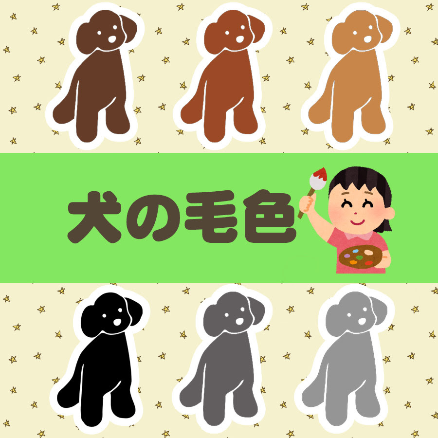 犬の毛色の種類はこんなにたくさん 本当の呼び方知ってますか 犬の総合情報サイト ペットスマイルニュースforワンちゃん