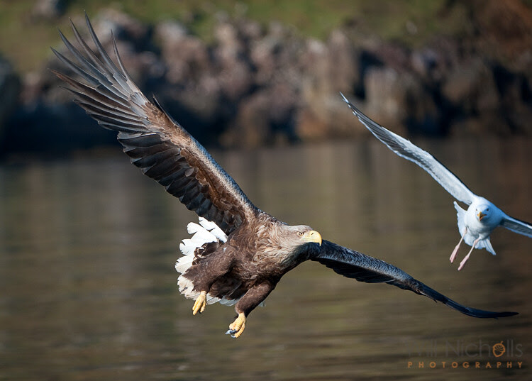 action-wildlife-photos-5