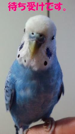 上様はセキセイインコ 上様の写真を待ち受けに