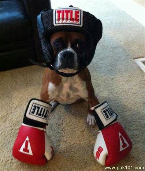 funny picture funny boxer dog pakcom
