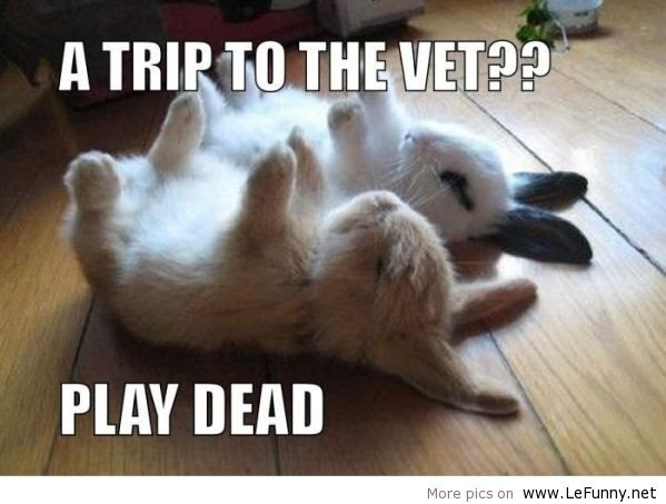 Funny Animal Quotes And Sayings QuotesGram Funny Animal Quotes And Sayings QuotesGram