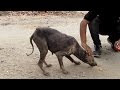 25 Lovely How Do Animals Get Mange