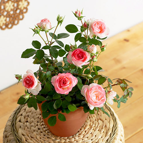 鉢植え お花のお手入れ イイハナ